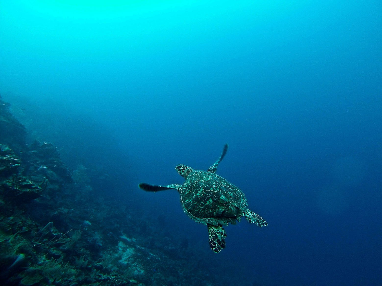 turtle-in-roatan-honduras